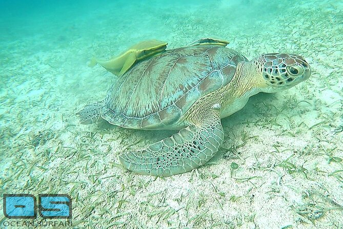 Afternoon Snorkel, Pizza & Sunset Tour departing from St. Thomas & St. John - Who should book this St. Thomas tour