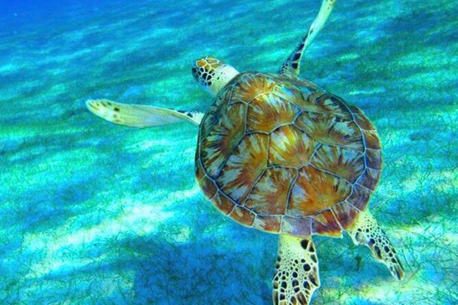 Caribbean Blue Charters - Full Day Boat Charter - 35' Marlin Power Boat - Choosing between snorkeling, beaches, and lunch