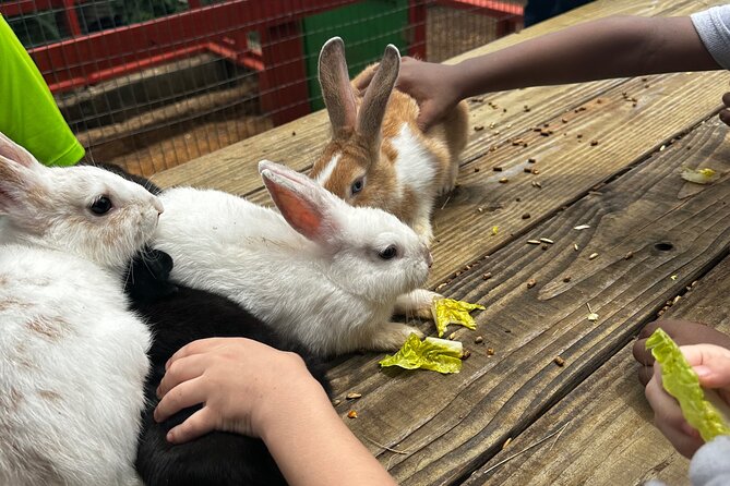 Connors Farms Petting Zoo - The One Logistics Problem You Should Not Ignore