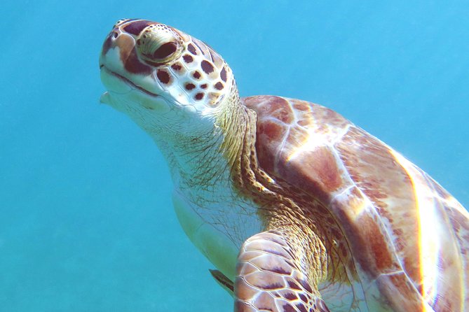 Coral Reef and Turtle Discovery Kayak and Snorkel Tour - Snorkeling the Coral Reef