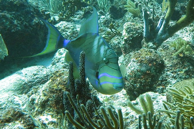 Coral Reef and Turtle Discovery Kayak and Snorkel Tour - Swimming With Sea Turtles
