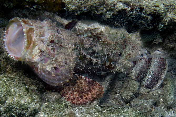 Coral Reef and Turtle Discovery Kayak and Snorkel Tour - Why the Small Group Matters