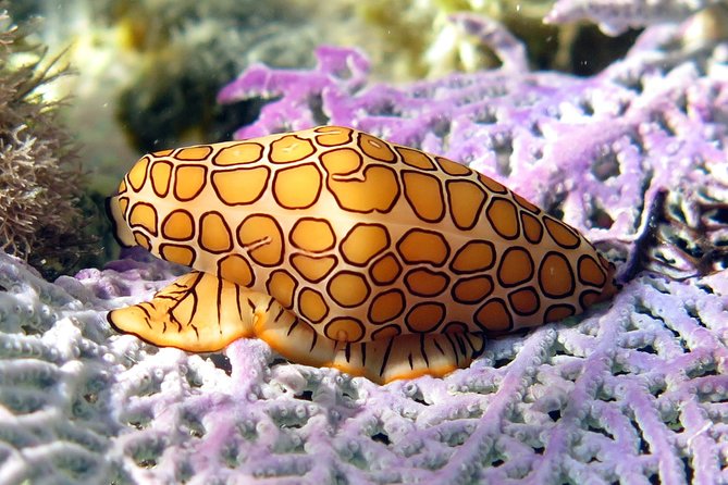 Coral Reef and Turtle Discovery Kayak and Snorkel Tour - Sven and the Value of a Good Guide