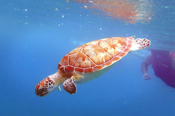 Coral Reef and Turtle Discovery Kayak and Snorkel Tour - Is $169 a Fair Price?