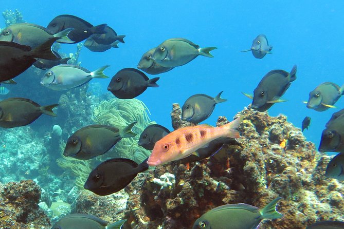 Coral Reef and Turtle Discovery Tour - The first snorkel stop: coral, sea fans, and fish