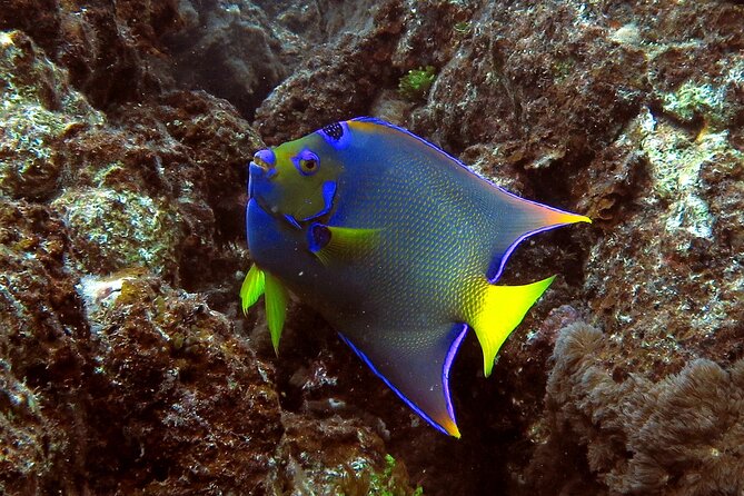 Coral Reef and Turtle Discovery Tour - The second snorkel stop is built around turtles