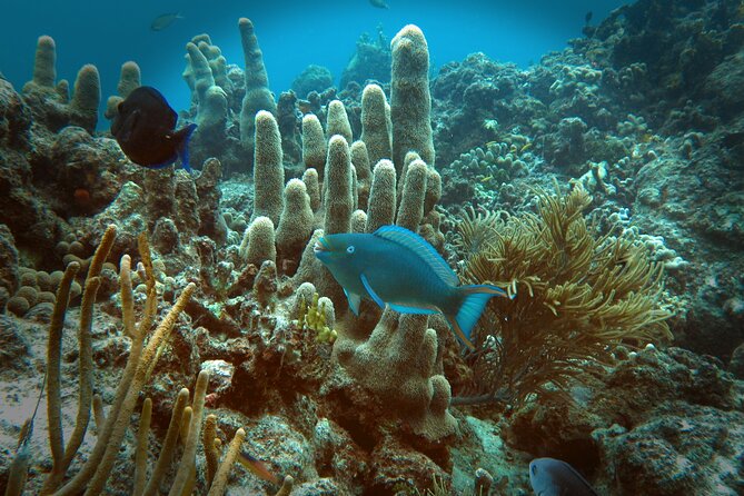 Coral Reef and Turtle Discovery Tour - The guides are a major part of the experience
