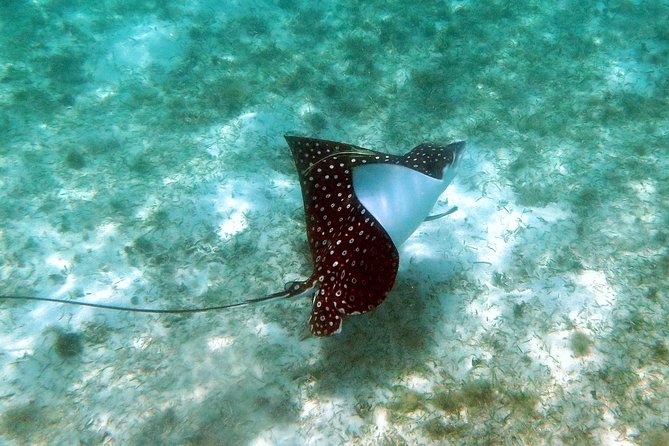 Coral Reef and Turtle Kayak Excursion - Starting at Emerald Beach Resort at 9:30 a.m.