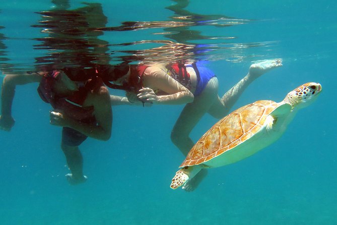Coral Reef and Turtle Kayak Excursion - Stop one: a secluded coral reef and shell beach