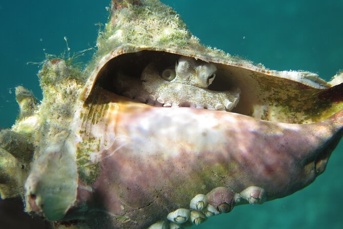 Coral Reef and Turtle Kayak Excursion - Stop two: snorkeling with sea turtles