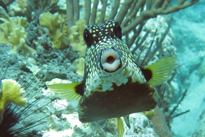 Coral Reef and Turtle Kayak Excursion - A photographer as your guide