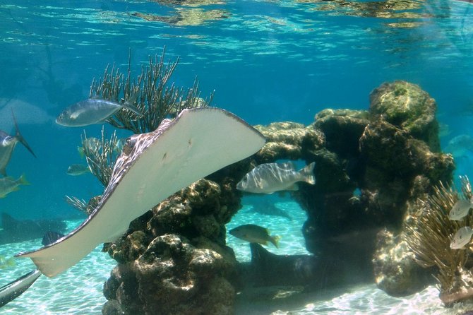 Coral World Ocean Park General Admission Ticket - Sea lions, dolphins, and extra activities