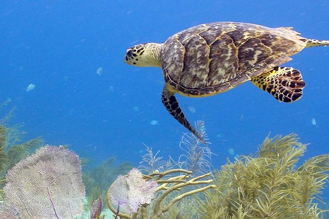 Coral World Ocean Park General Admission Ticket - The 45-minute guided tour