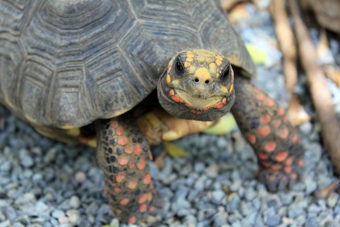 Coral World Ocean Park General Admission Ticket - How long should you allow?