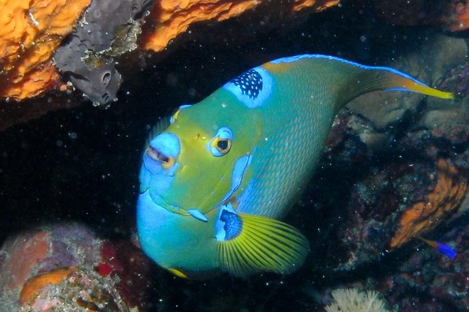 Discover Scuba Diving with No Certification in St Thomas - The first open-ocean scuba session