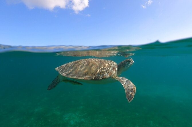 Full-Day Private Boat Charter from St. John or St. Thomas - Waterlemon Cay and elkhorn coral