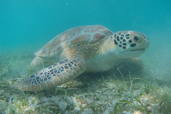 Full Day Private Charter, Snorkel St. John (12 guests, 55’ yacht) - Lovango Cay: reef time and the option of a bar