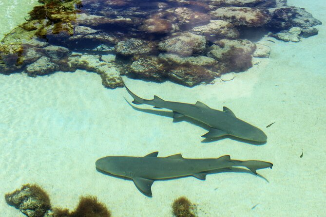 Guided Tour of Coral World Ocean Park & Happy Hour - Key things to know before you go