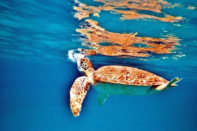 Half Day Sail and Snorkel with the Turtles - Drinks, snacks, and useful onboard comforts