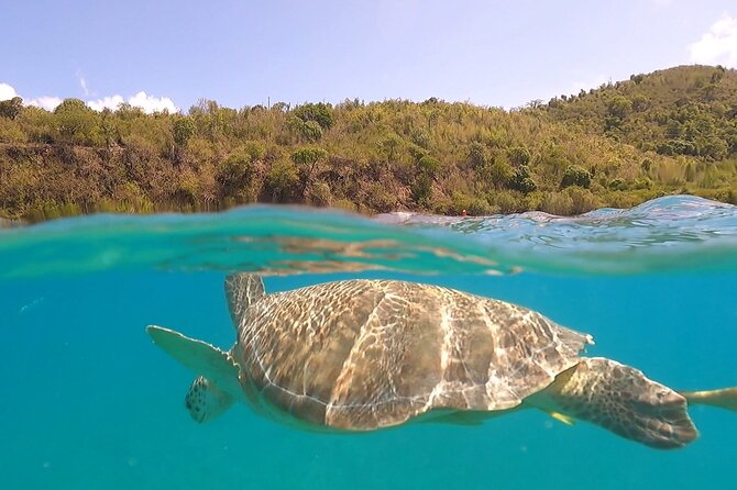 Half or Full-Day Private Boat Charter from St. John or St. Thomas - Quick takeaways before you book