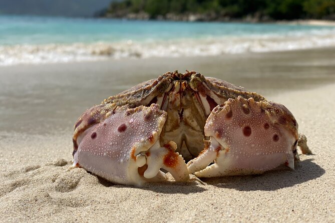 Honeymoon Beach Eco Hike and Snorkel - Why this St. John outing works so well