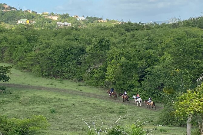 Horseback Riding Experience - Why this St. Croix ride feels different