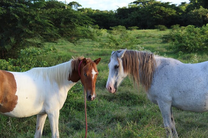 Horseback Riding Experience - The old sugar mill and the island’s past