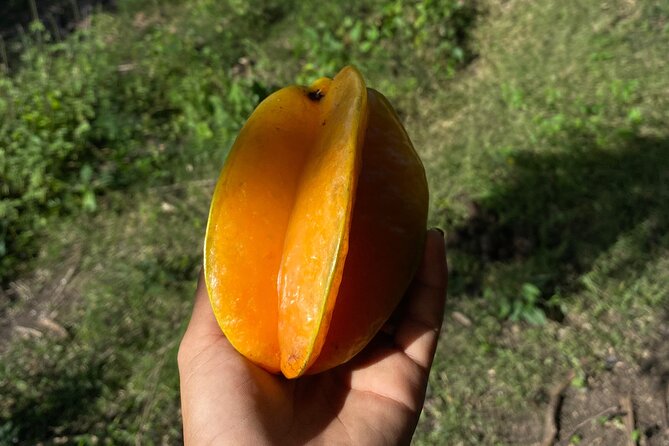Horseback Riding Experience - Fruit tasting and small island details