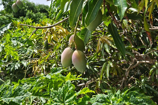 Island Eco Farm Tour with Local Treats and Sapphire Beach Time - Banana sorbet, passion fruit, and other local tastes
