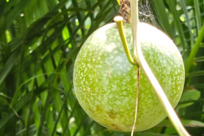 Island Eco Farm Tour with Local Treats and Sapphire Beach Time - Sapphire Beach for two unhurried hours