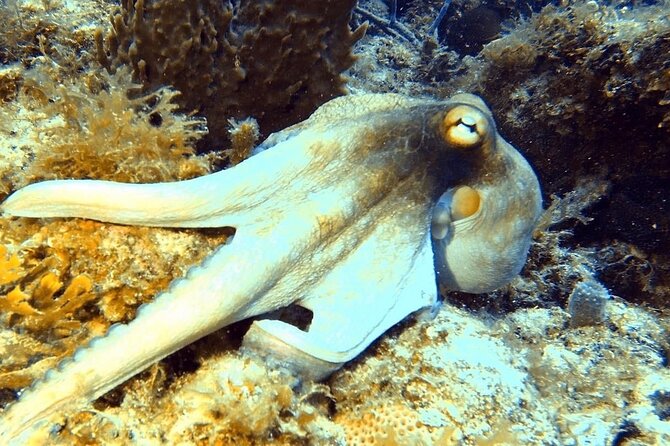 Island Wreck and Reef Scuba Excursion - Safety and site decisions