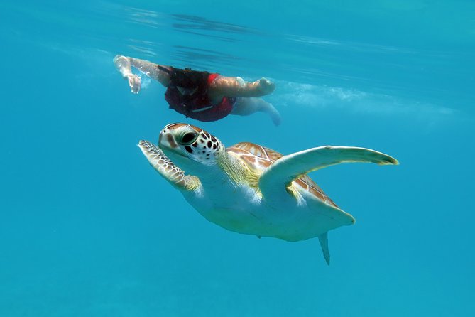 Kayak and Sea Turtle Snorkel with Beach Break - Lunch, water, and a dry bag keep the day practical