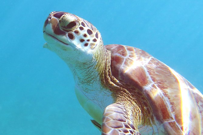 Kayak and Sea Turtle Snorkel with Beach Break - Timing, cancellations, and what to bring