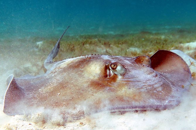 Kayak and Sea Turtle Snorkel with Beach Break - Should you book the kayak and turtle snorkel tour?