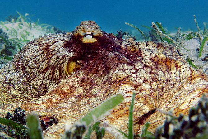 Kayak and Sea Turtle Snorkel with Beach Break - The protected bay is the main event
