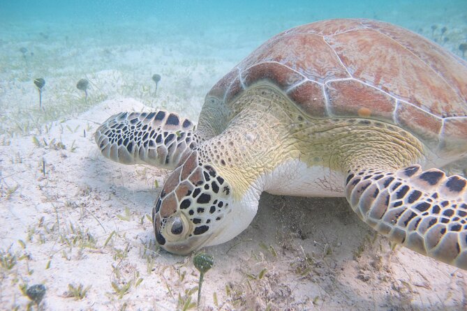 Kayak & Snorkel with Sea Turtles, National Park, St. John - Snorkeling over seagrass and coral