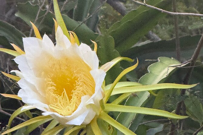 Magens Bay Nature Walk & premium hands-free Hobie Kayak Adventure - Seasonal fruit and small local details