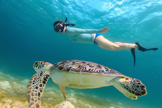 Maho Bay Turtle Snorkel with Lunch and Bar at Frenchman's Reef - Leaving Frenchman’s Reef at 9:30 a.m.