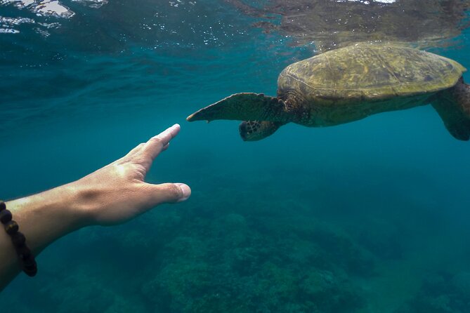 Maho Bay Turtle Snorkel with Lunch and Bar at Frenchman's Reef - Communication and Weather Concerns