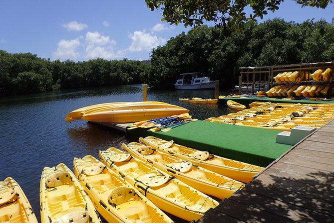 Mangrove Lagoon Kayak Rental in St Thomas - Why the Mangrove Lagoon makes a fine kayaking day