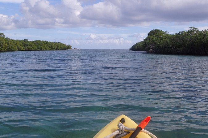 Mangrove Lagoon Kayak Rental in St Thomas - Wildlife below the boat and above the trees