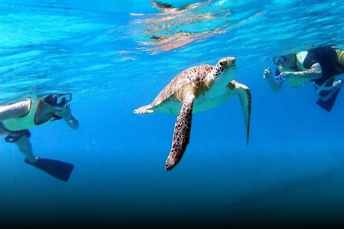National Park Snorkeling Excursion - What the first snorkel stop offers
