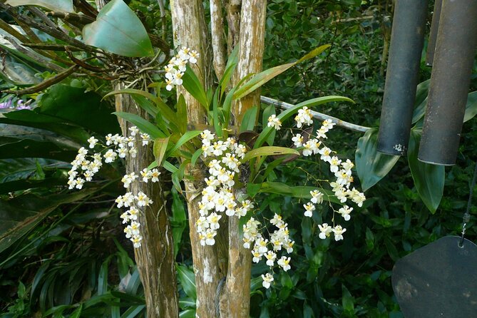 Nature and Sightseeing at Phantasea Tropical Botanical Garden - A practical choice for cruise passengers