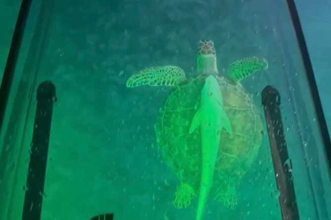Night Kayak Tour St. Thomas - Westin Frenchman's Reef - Watching tarpon and stingrays below your seat