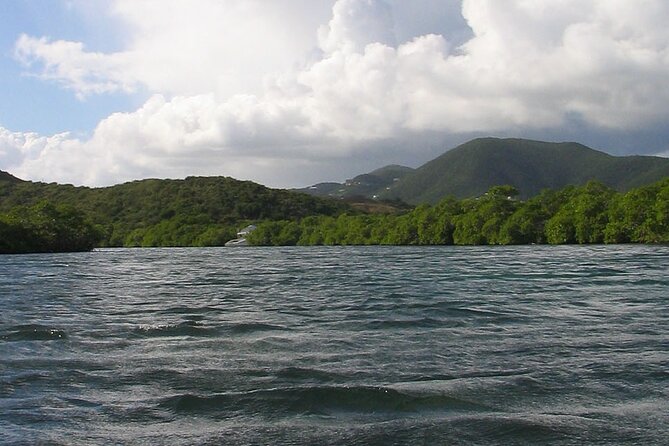 On Your Own: Kayak in the Mangrove Lagoon - Who should book this outing?