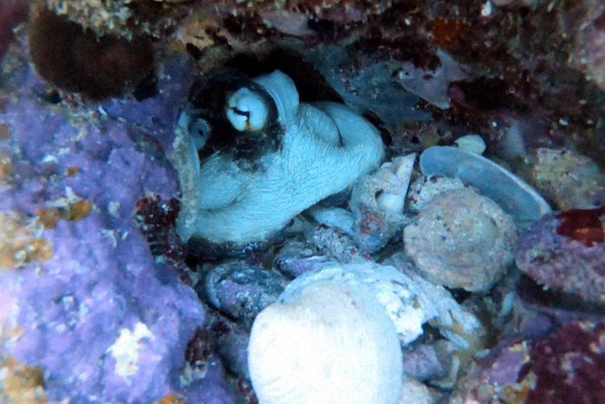 Private Full Day Guided Snorkeling or Diving Charter in St Thomas - Starting at Saga Haven Marina at 8:30 a.m.