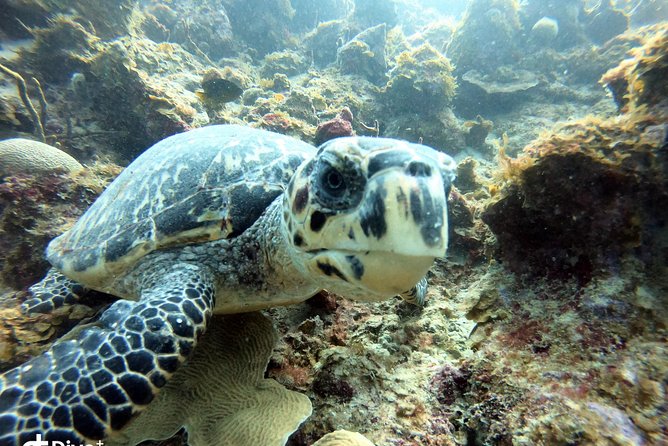 Private Full Day Guided Snorkeling or Diving Charter in St Thomas - Secret Harbour for a flexible lunch break