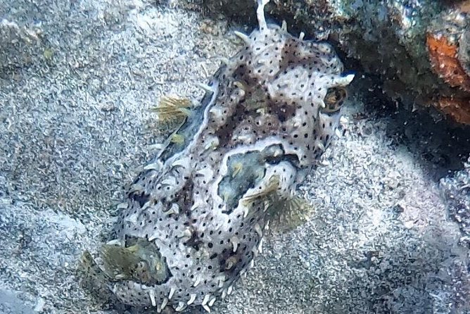 Private Full Day Guided Snorkeling or Diving Charter in St Thomas - Little St. James and its protected marine area