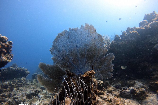 Private Full Day Guided Snorkeling or Diving Charter in St Thomas - Christmas Cove and the search for turtles