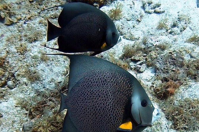 Private Full Day Guided Snorkeling or Diving Charter in St Thomas - What comes aboard, and what you need to bring